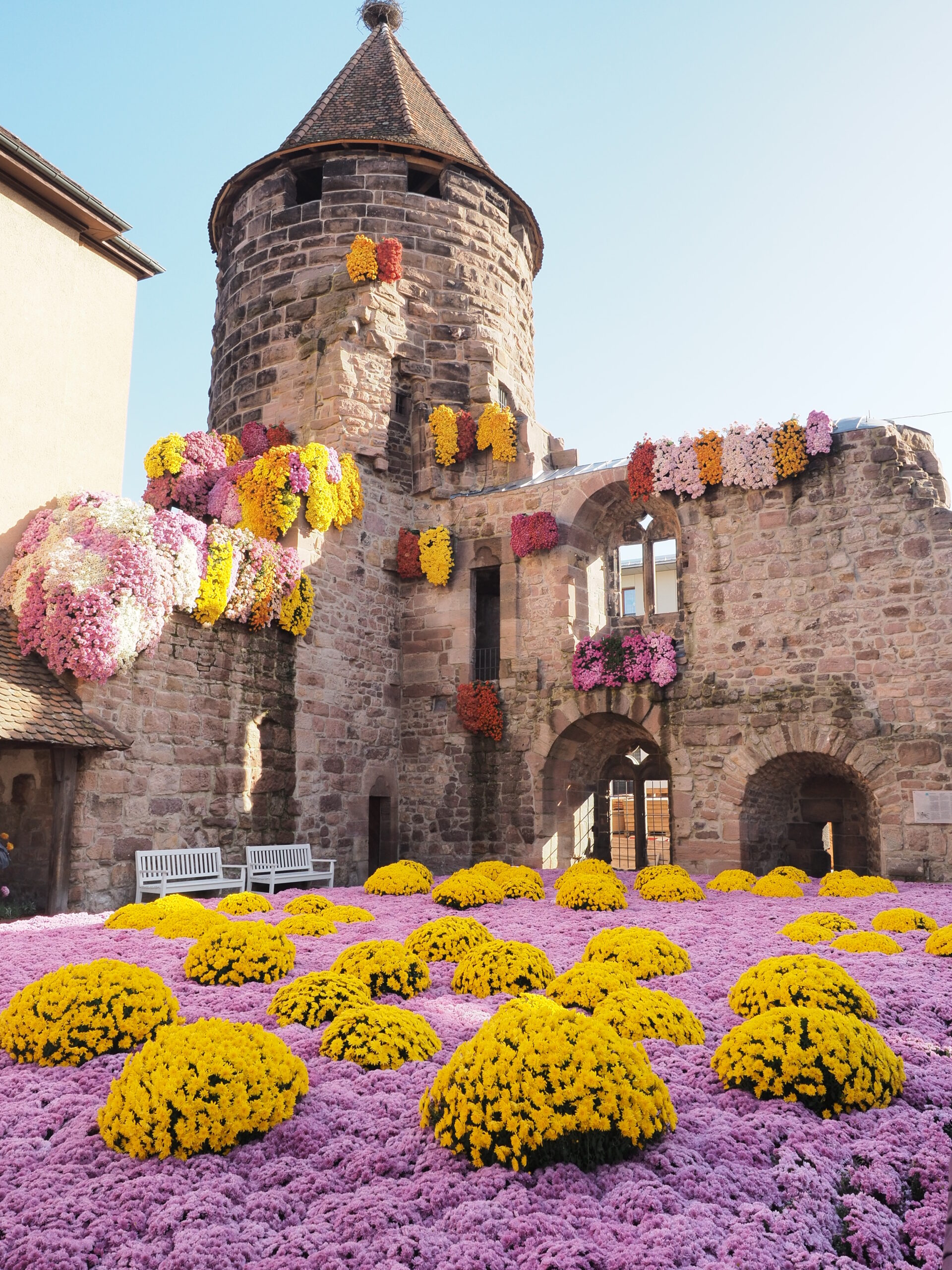 Chrysanthema Lahr